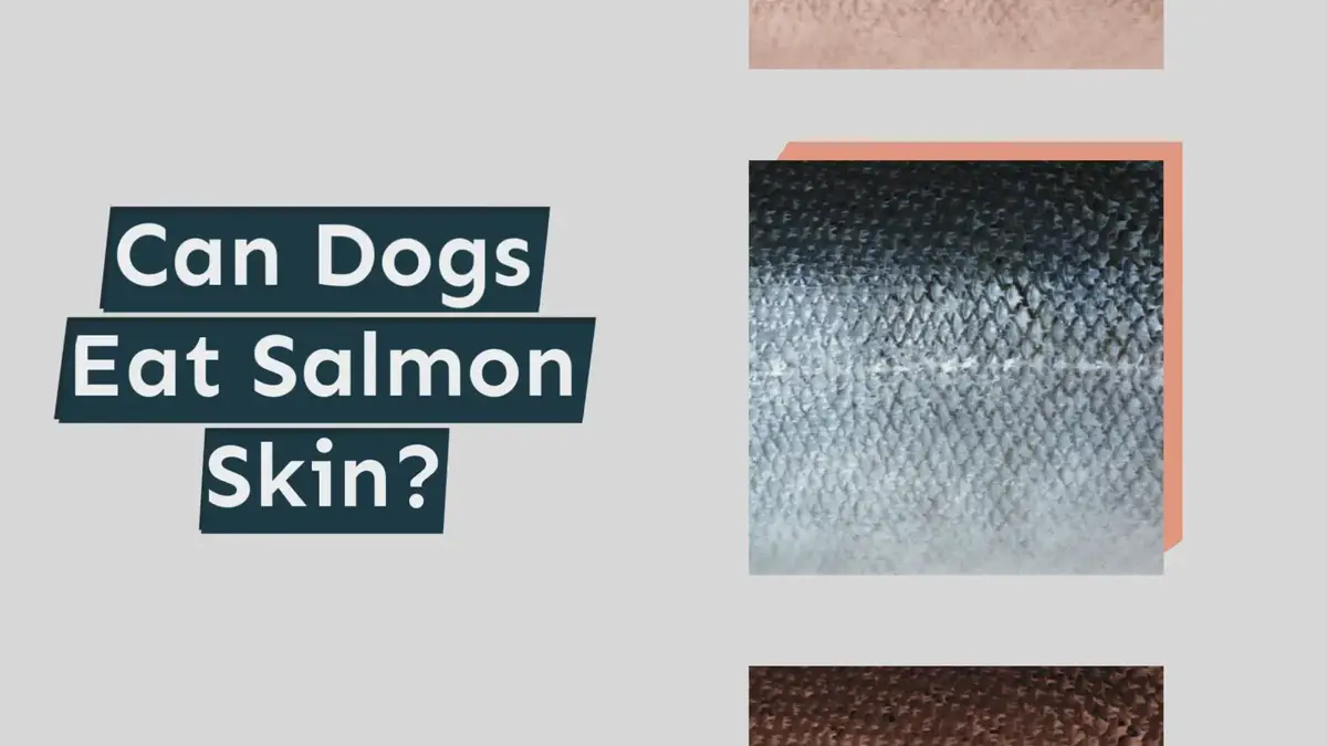 can dogs eat salmon fish skin