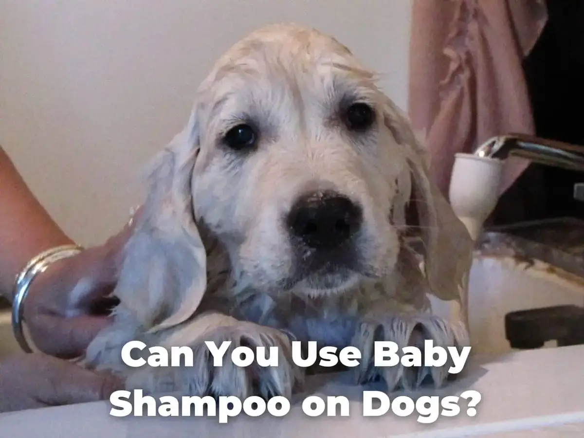 can i use johnsons baby shampoo on dogs