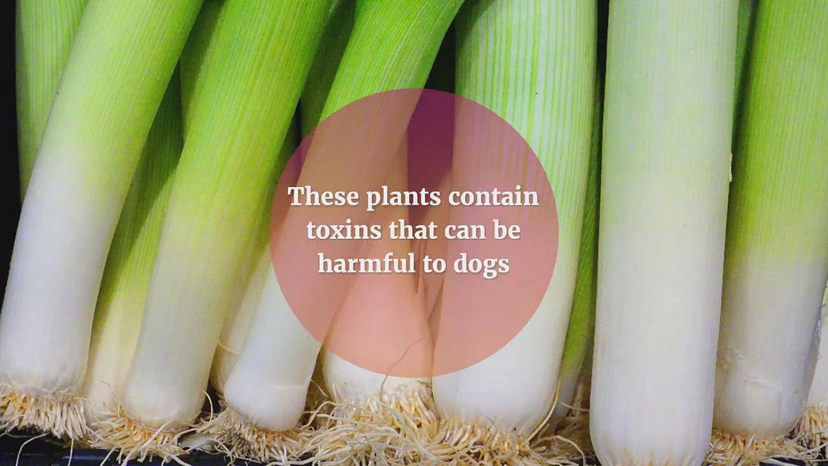 are leeks good for dogs