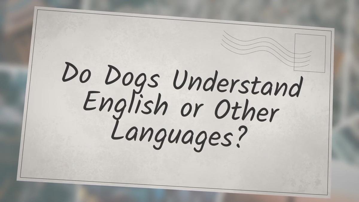 'Video thumbnail for Do Dogs Understand English or Other Languages?'