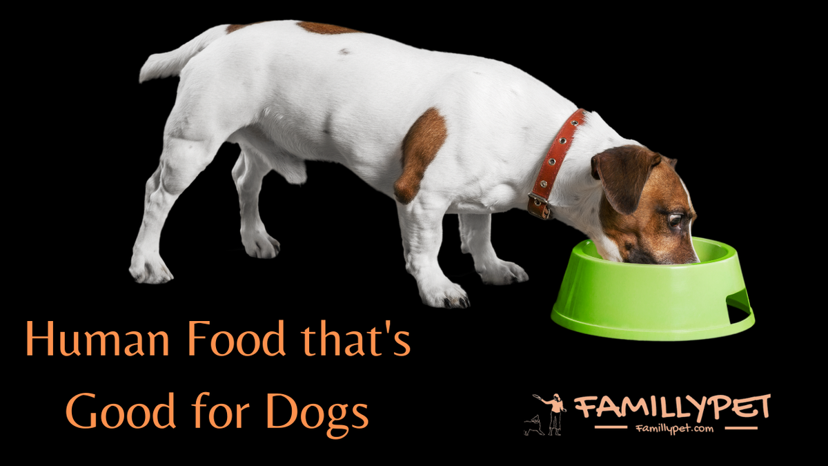 'Video thumbnail for What do dogs love to eat ?'