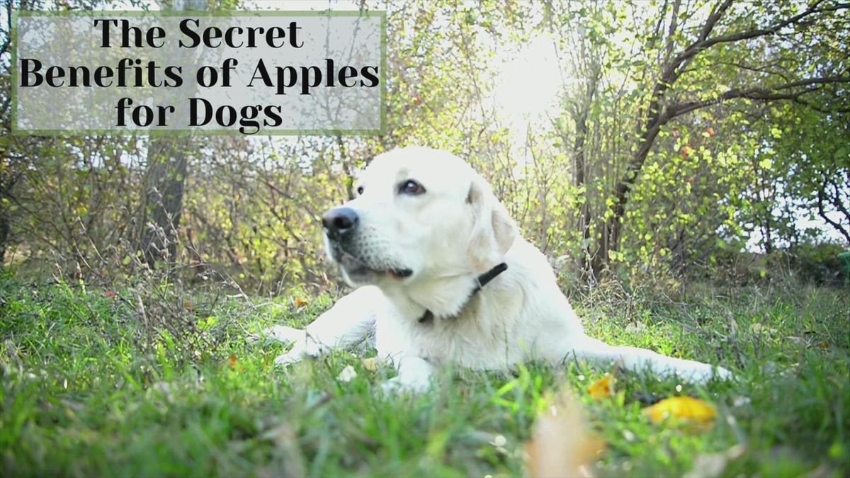 'Video thumbnail for Benifit Of Apples For Dogs'