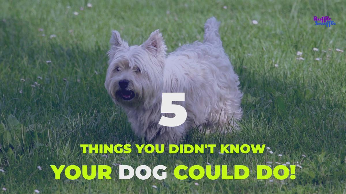 'Video thumbnail for 5 Things You Didn't Know Your Dog Could Do!'