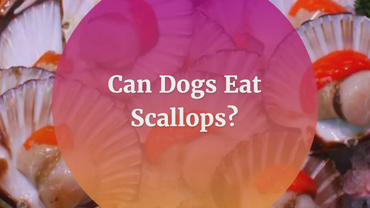 'Video thumbnail for Can Dogs Eat Scallops? Risks and Benefits of Scallops'