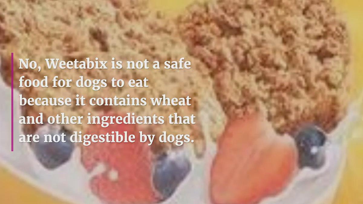 'Video thumbnail for Can dogs eat weetabix'