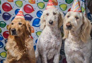 dogs with party hats