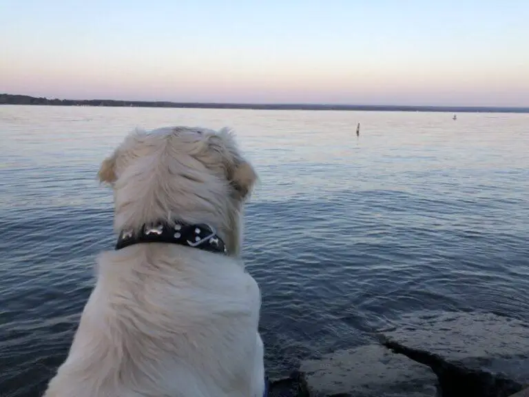 What To Say To Someone Who Lost A Pet