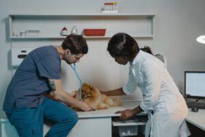 How to Choose a Veterinarian: Top 12 Tips