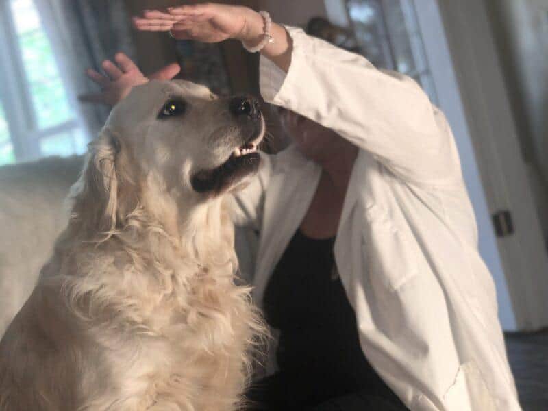 7 Tips for Choosing a Reiki Practitioner for your Dog