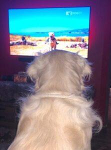 dog watching TV