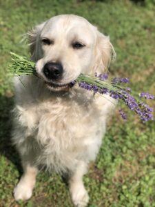 dog holding Lavender in his mouth