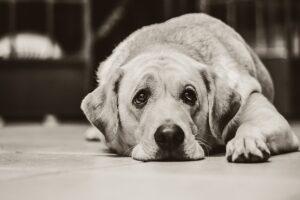 Is My Dog Depressed? 11 Possible Reasons and What to Do About It