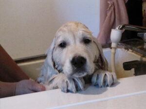 Bathing a dog with baby shampoo sale