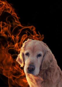 Natural Remedies for Hot Spots on Your Golden Retriever
