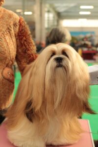 dog with long hair