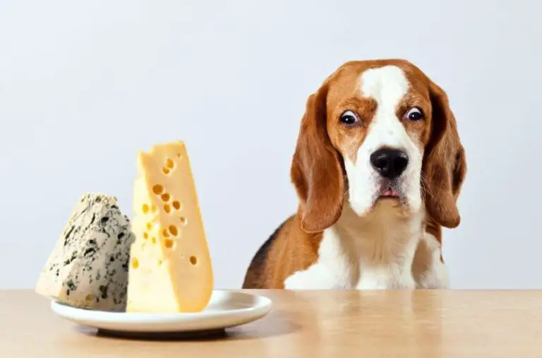 Can dogs eat cheesecake best sale