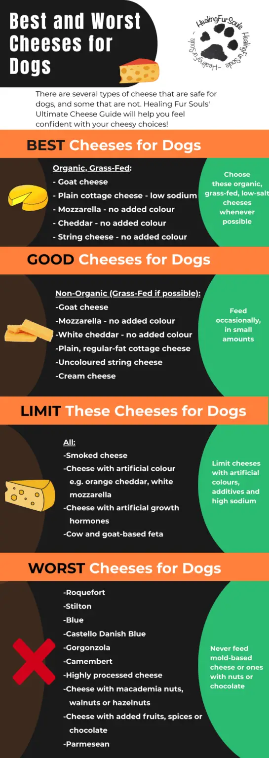 Can Dogs Eat Cheese? The Ultimate Cheese Guide for Dogs Healing Fur Souls