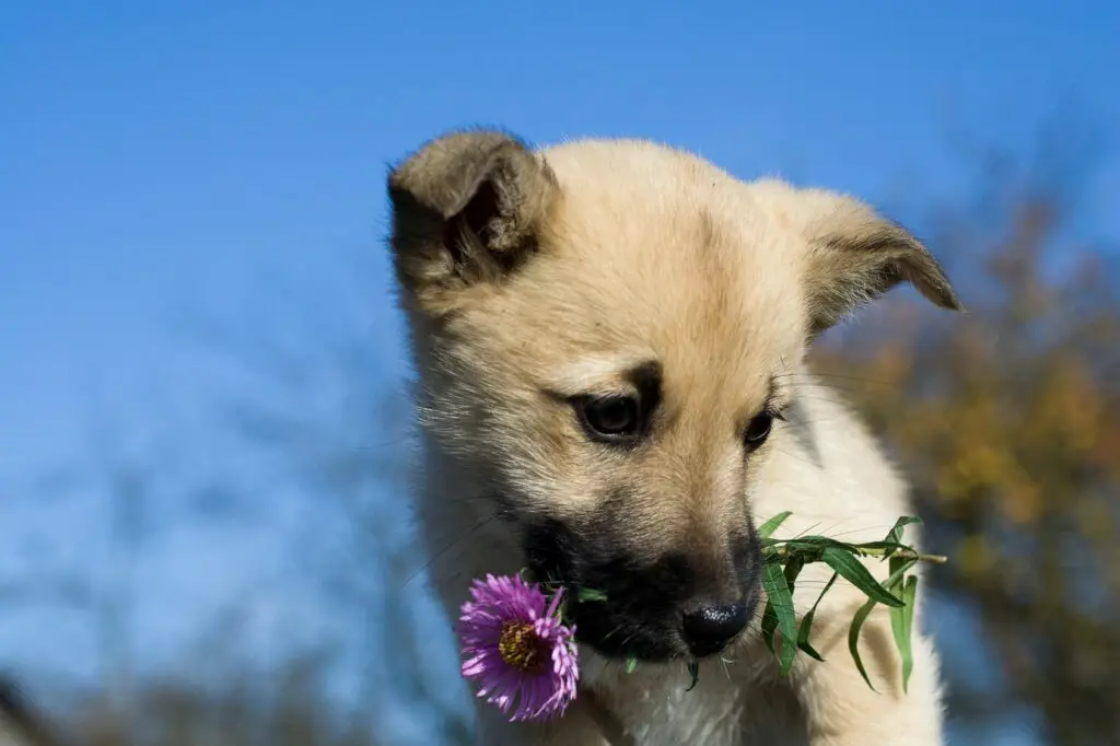 Herbal Dog Biscuits