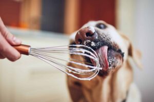 Can Dogs Eat Whipped Cream or Starbucks Puppuccinos?
