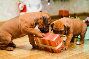 Best Gifts for Dogs:The Ultimate Doggy Gift Guide