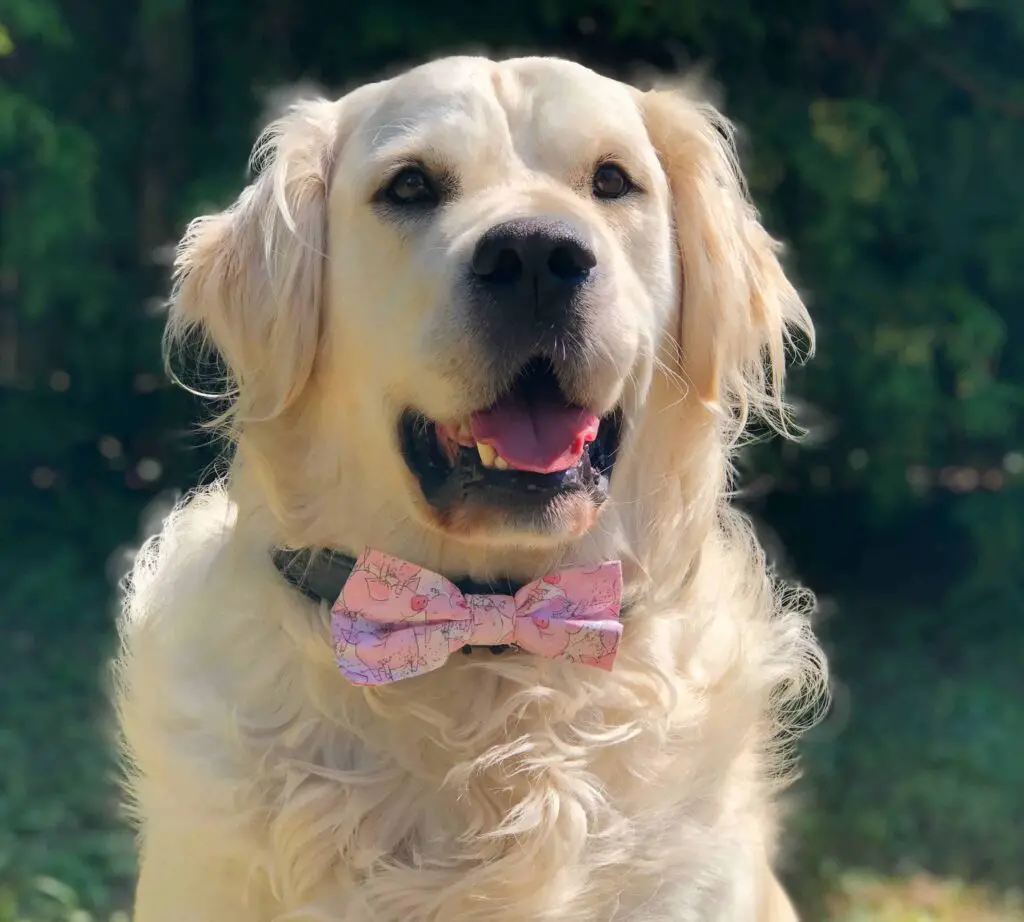 dog with bow tie