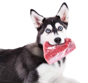 can dogs eat steak