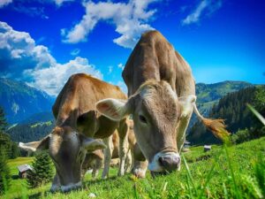 cows eating grass