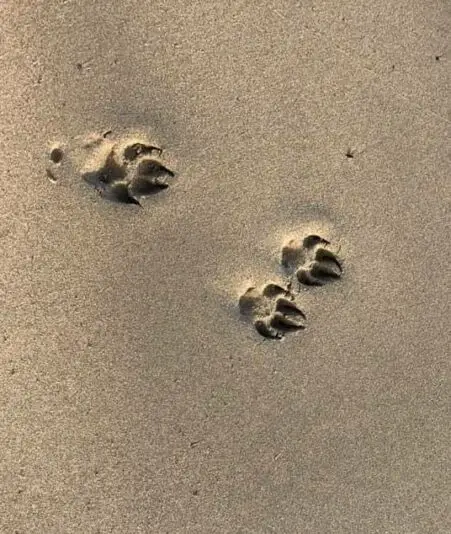 Someone Who Has Lost a Dog sand