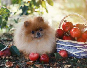 can dog eat apple skins
