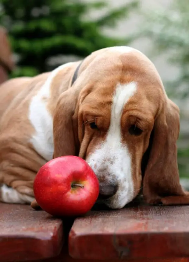 Can Dogs Eat Apple Skin