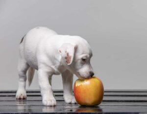 can dog eat apple skins