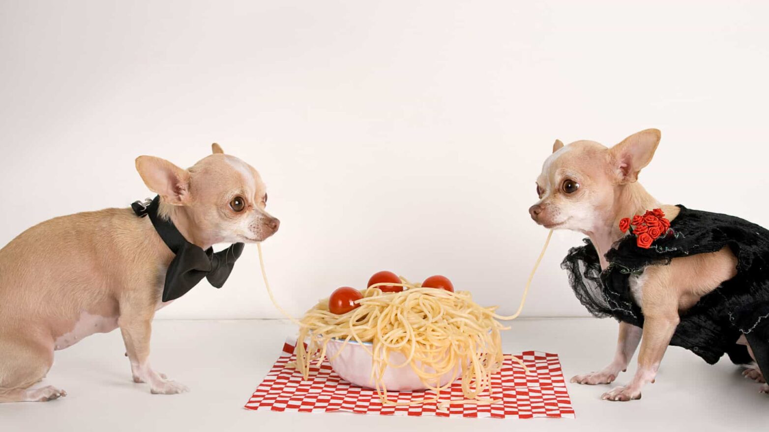 Is raw pasta outlet bad for dogs