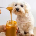 Dogs Eat Peanut Butter