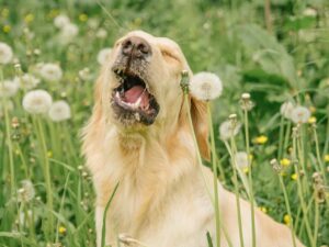 Homemade Treats for Dogs with Allergies