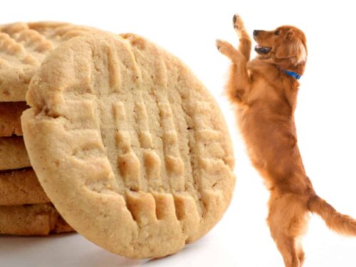 Dog safe 2024 peanut butter cookies