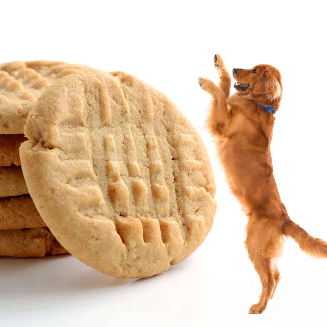 Dogs Eat Peanut Butter Cookies