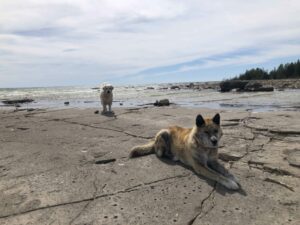 rescue dog with Golden Retriever