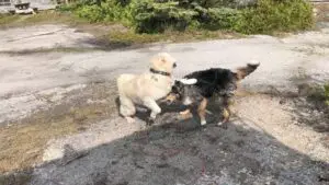 Rescue dogs playing