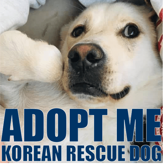 Korean Rescue Dog