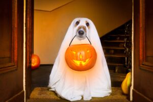 Homemade Halloween Dog Treat Recipe: Pawfect Pumpkin Spice Spookies | Healing Fur Souls