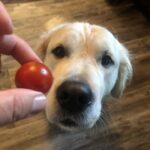 Can Dogs Eat Tomatoes