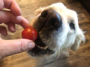 can dogs eat tomato worms