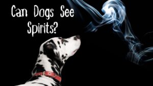 Can Dogs See Spirits