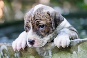 How to Bathe a Puppy - Puppy in a bath
