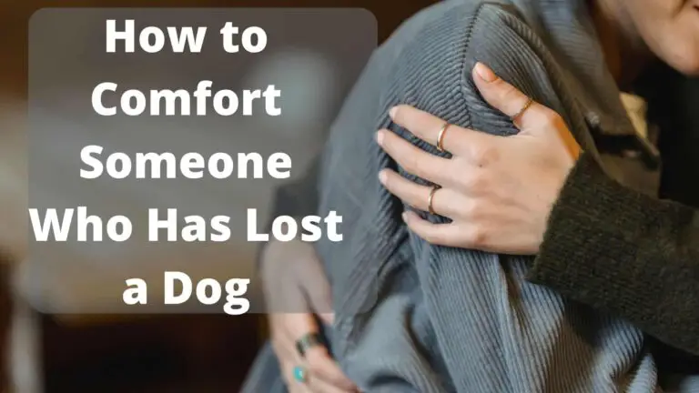two people hugging. title reads How to comfort someone who has lost a dog