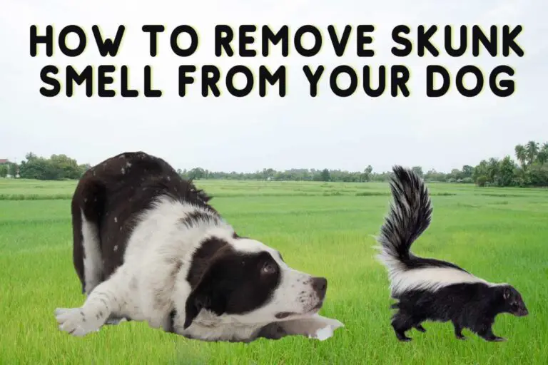 How to Remove Skunk Smell from your Dog Homemade Shampoo Recipe