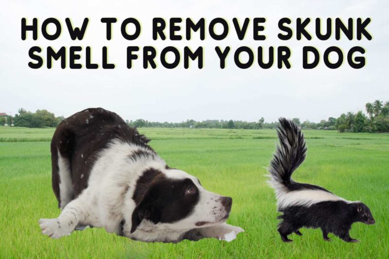 How to Remove Skunk Smell from your Dog: Homemade Shampoo Recipe 