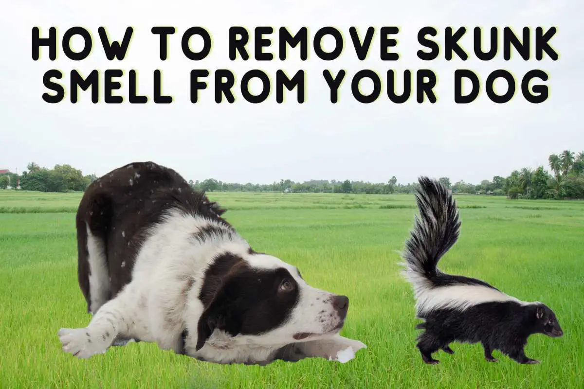 How to Remove Skunk Smell from your Dog