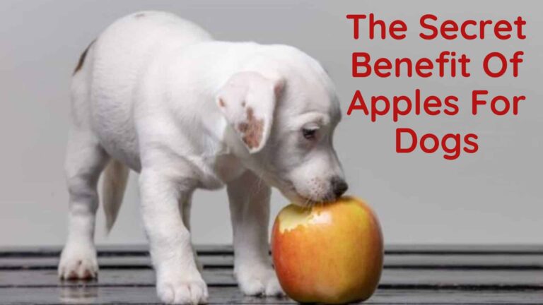 White puppy eating an apple - Benefit of apples for dogs