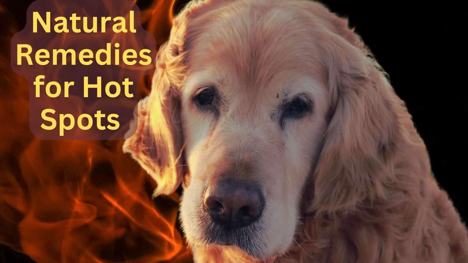 Picture of a dog on fire. Title reads; Natural Remedies for Hot spots